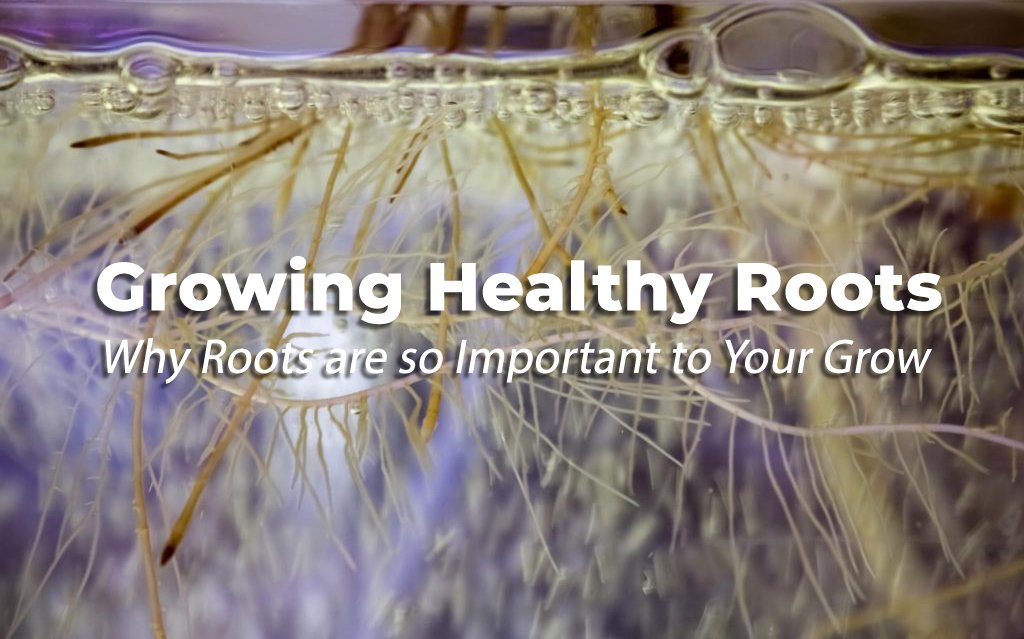 How to Grow Healthy Plant Roots