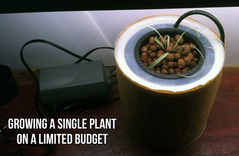 Growing a single plant on a limited budget