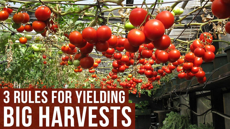 3 Rules for yielding big harvests
