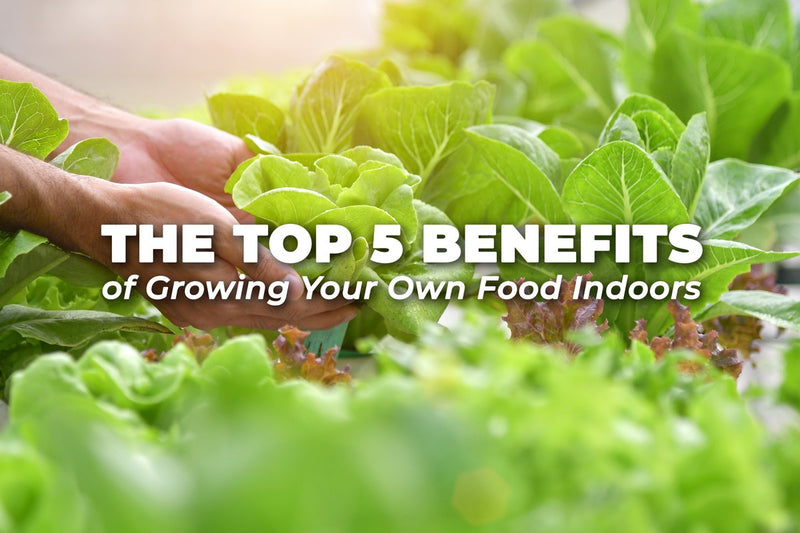 The Top 5 Benefits of Growing your own Food Indoors
