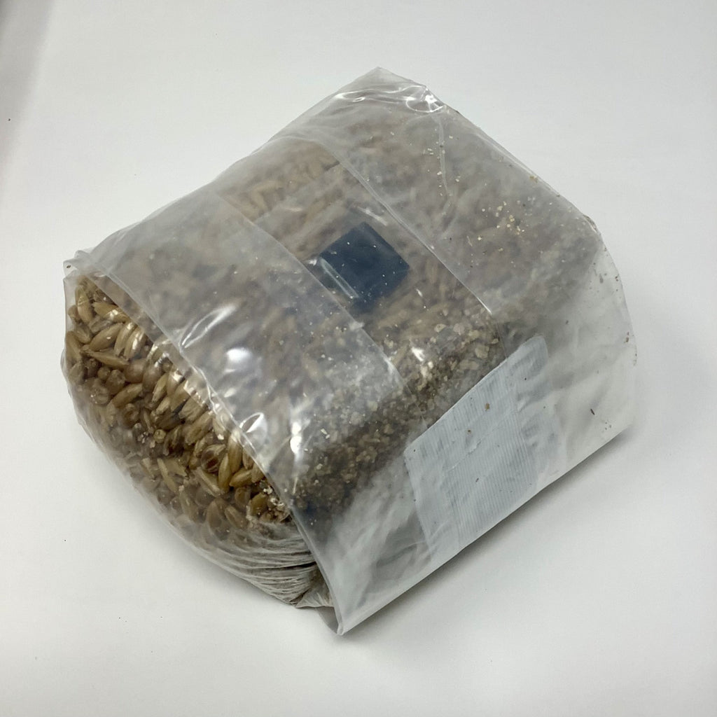 Grain Spawn Jars vs Bags explained: Pros and cons of grain bags vs grain  jars - YouTube