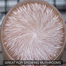 Horticulture Grow Mycology Olympus Myco Agar Close Up