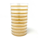 Horticulture Grow Mycology Olympus Myco Agar Stack