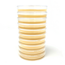 Horticulture Grow Mycology Olympus Myco Agar Stack