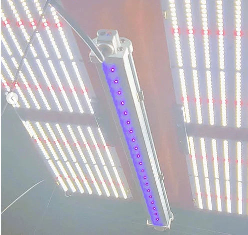 LED Grow Light HLG Diablo ES UV Close Up
