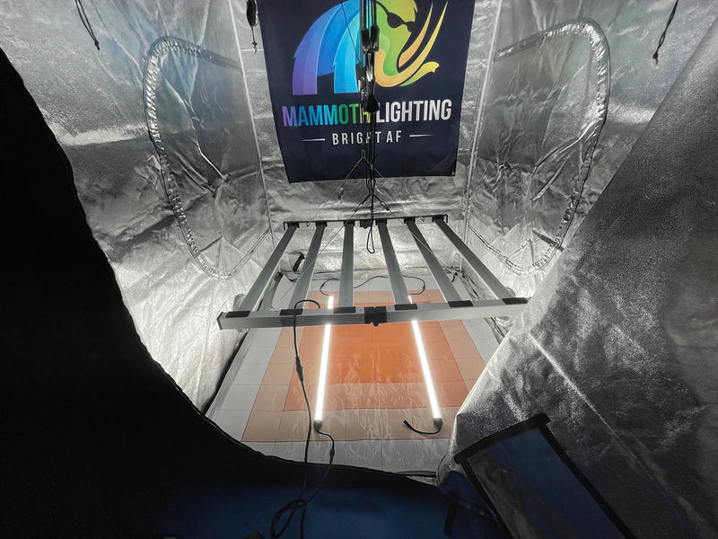 LED Mammoth Lighting Clone And Inter Canopy 50w SS Setup