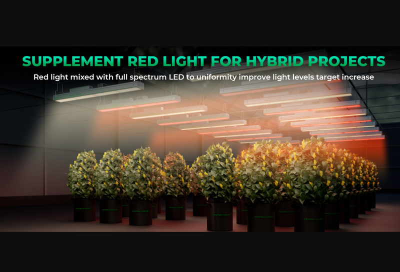 LED Mars Hydro SP3000R Sample Setup