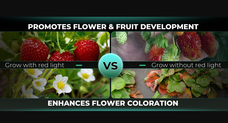 LED Mars Hyrdo Growth Comparison