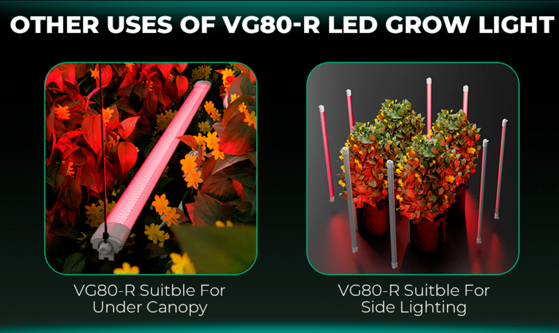 LED Mars Hyrdo VG80R T5 Setup