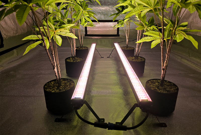LED Mammoth Lighting Clone And Inter Canopy 50w SS Setup 3