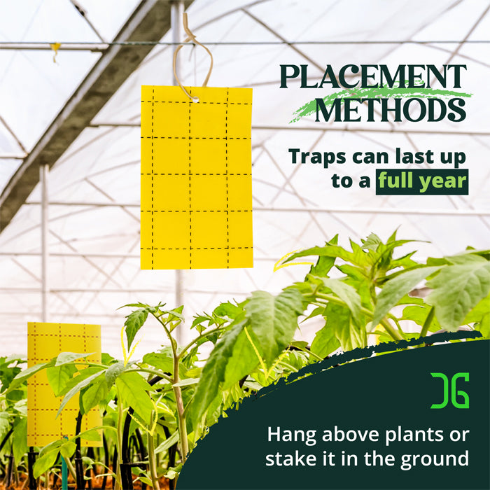 Grow Essentials Pest Control Catchmaster Double-Sided Yellow Sticky Card Insect Trap Placement Methods Front