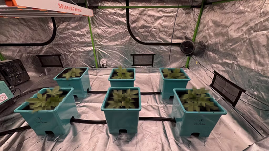 Specials & Sales | GrowAce.com