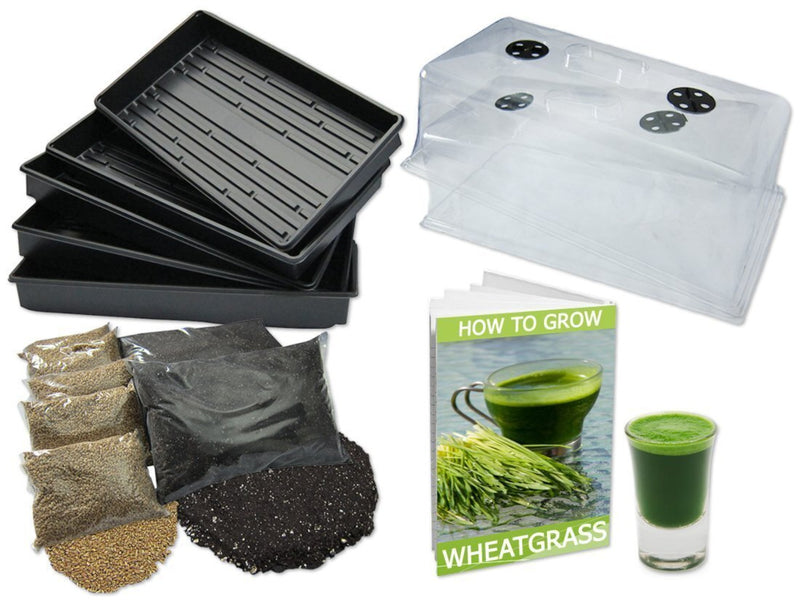 Horticulture Grow Kit Yield Lab Wheat Grass Beginner Main