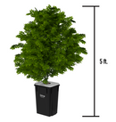 Current Culture H2O Under Current RDWC Hydroponic System - 13 Gallon, 30" Spacing