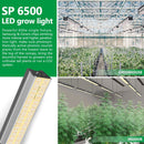LED Grow Light Mars Hydro SP 6500 Room