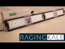 Raging Kale - newest member to the Scynce LED family