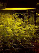 Growing Essentials Yield Lab 5ft. x 30ft (60 in x 360 in) Soft Mesh Trellis Netting sea of green below lights